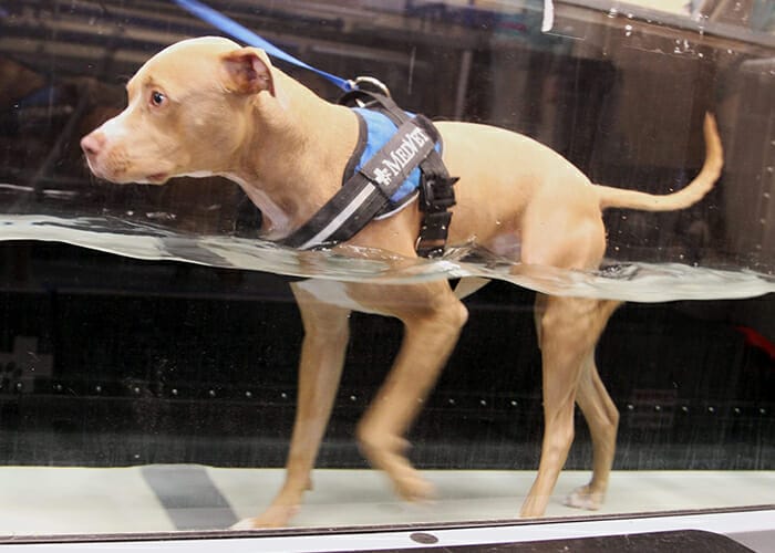 TPLO Surgery - Dog walking on a water treadmill