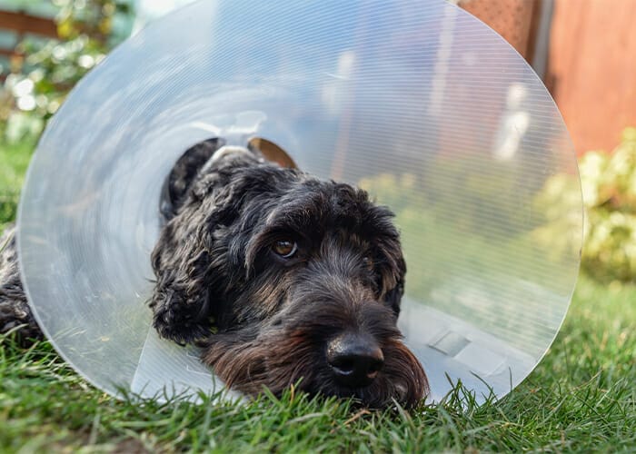 Dogs and Knee Surgery: Understanding TPLO Surgery