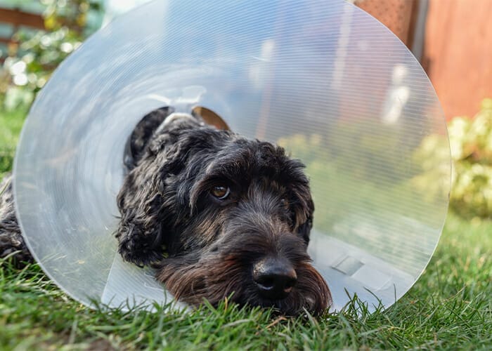 TPLO Surgery - Dog wearing an e-collar