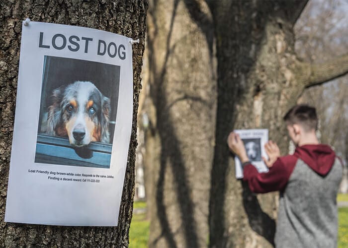 Ten Tips to Find a Missing Pet - Lost pet posters
