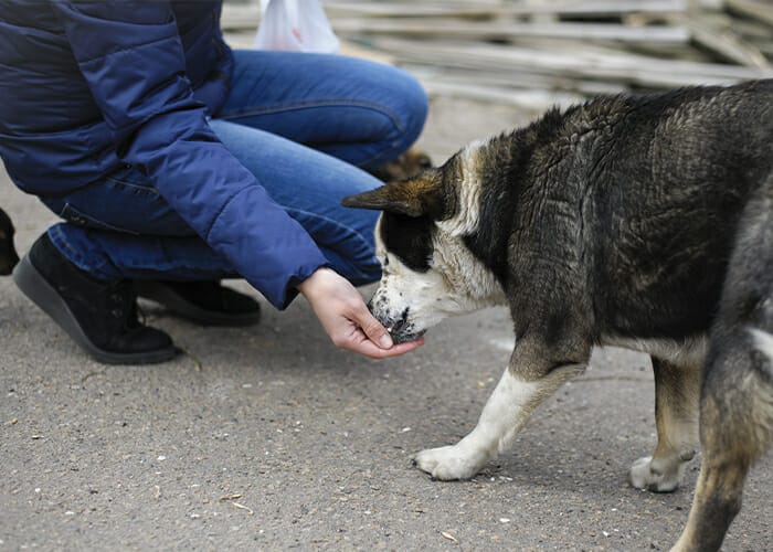 Ten Tips to Find a Missing Pet - Person reaching out to dog.jpeg