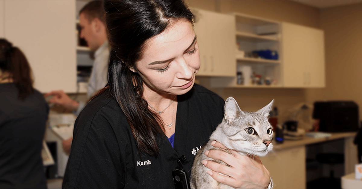 Thyroid Disorders in Your Pet Treatment for Dogs and Cats