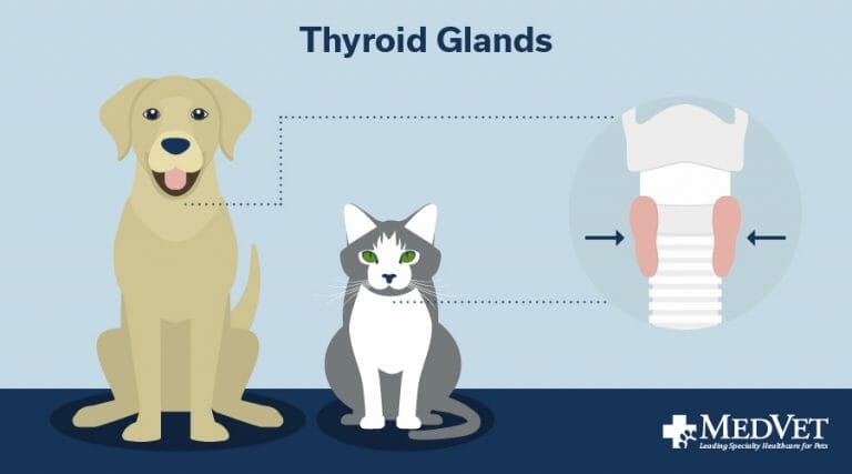 Pet Thyroid Glands Diagram