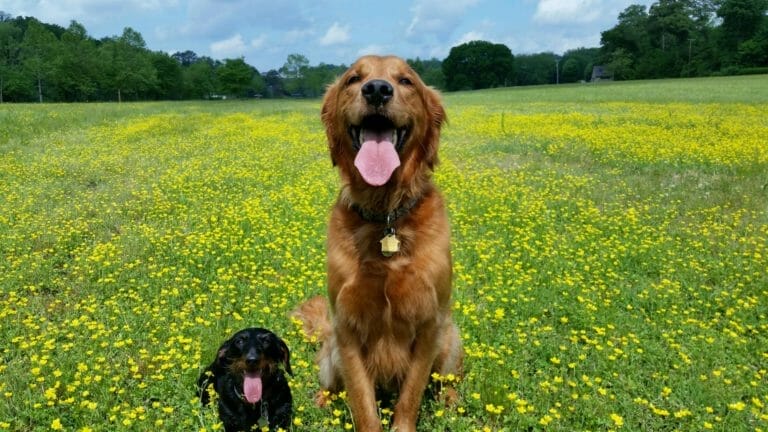 Titan and his buddy Willie a 6-year-old Dachshund. 