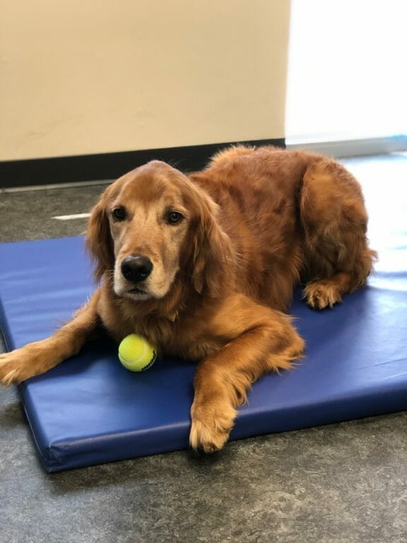 Titan, golden retriever, getting chemotherapy treatments at MedVet Cincinnati 