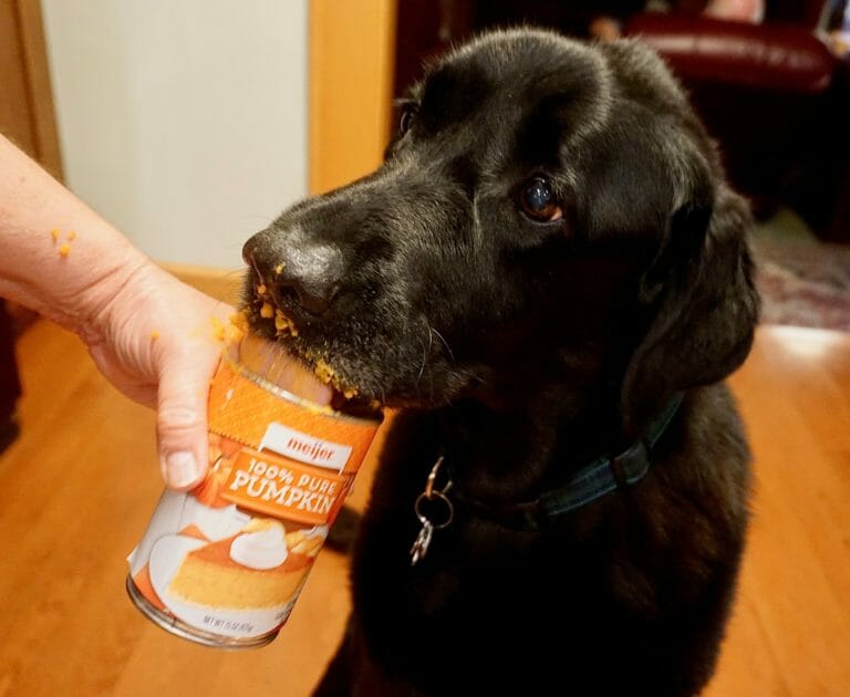 Pureed Pumpkin is safe to give dogs