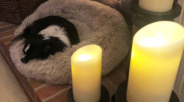 Pet Valentine's Day - Flameless Candles with dog