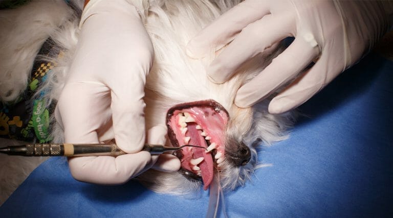 Dog getting teeth cleaned