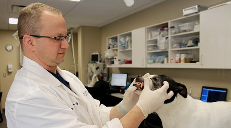 Dr. Krug examining a dog's teeth