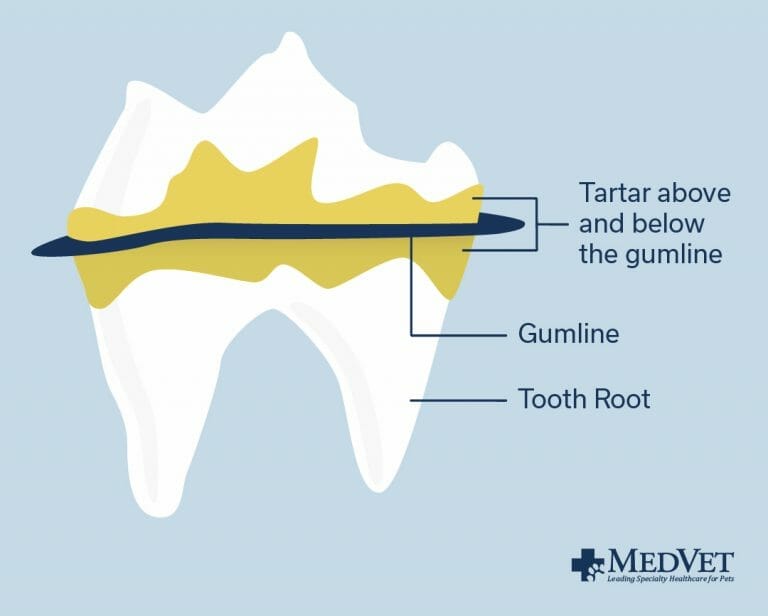 Veterinary Dentistry - Tartar Diagram