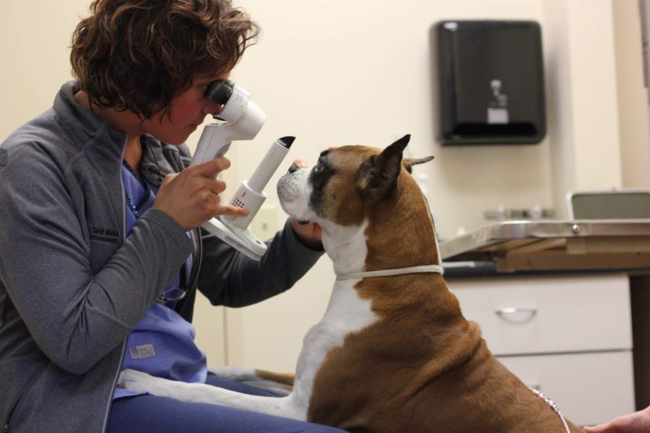 Examining and medicating a cat's eyes, Veterinary Teaching Hospital