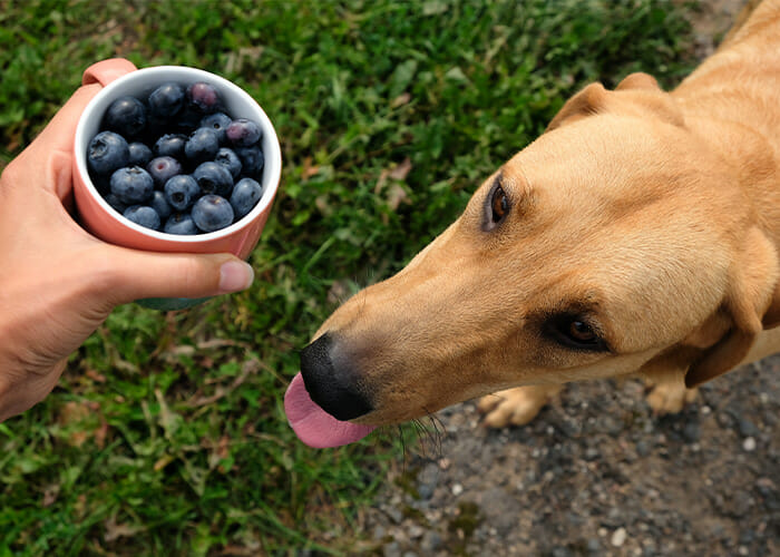 Which Fruits Are Safe for My Dog - Dog with blueberries