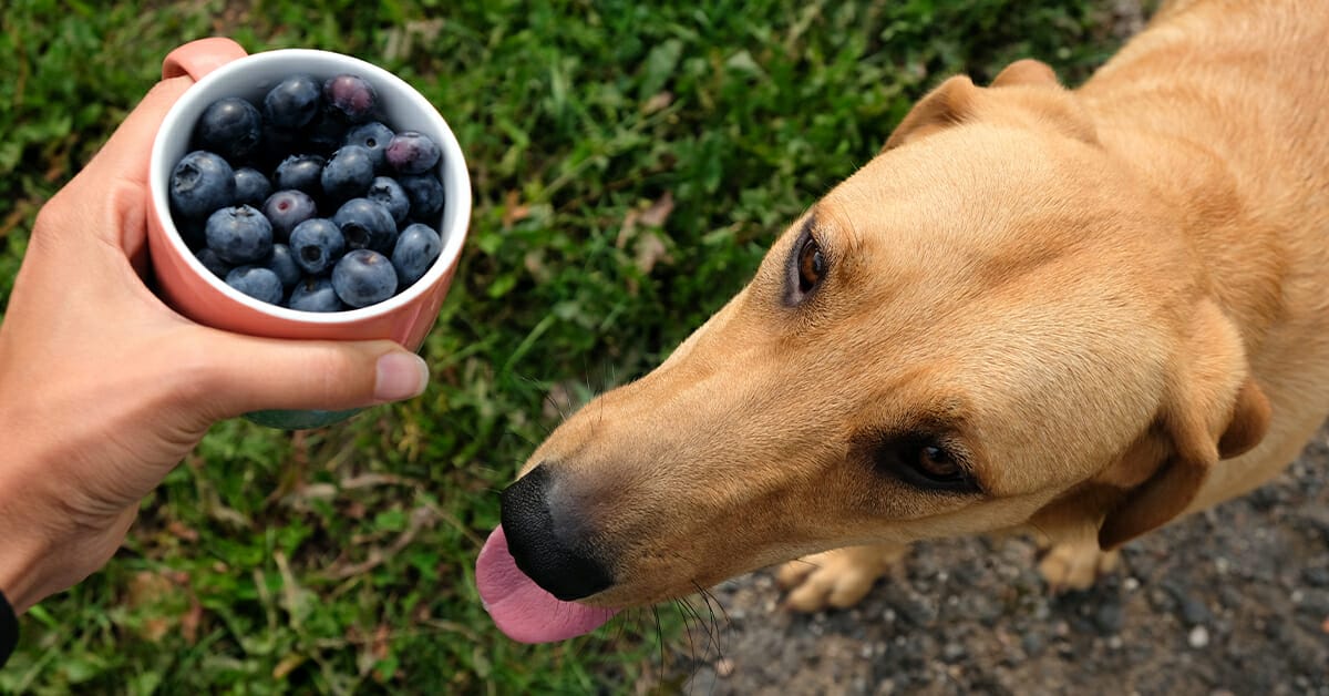 What is bad 2024 for dogs to eat