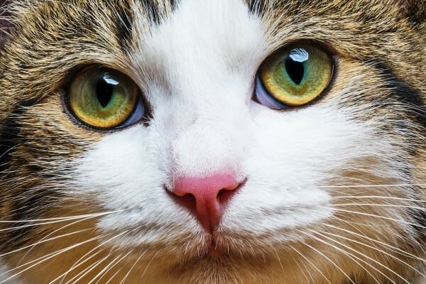 Cat eye syndrome' makes eyes look feline