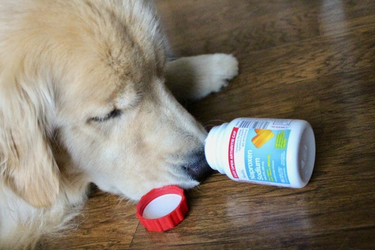 How Much Ibuprofen is Safe for a 60 Pound Dog?
