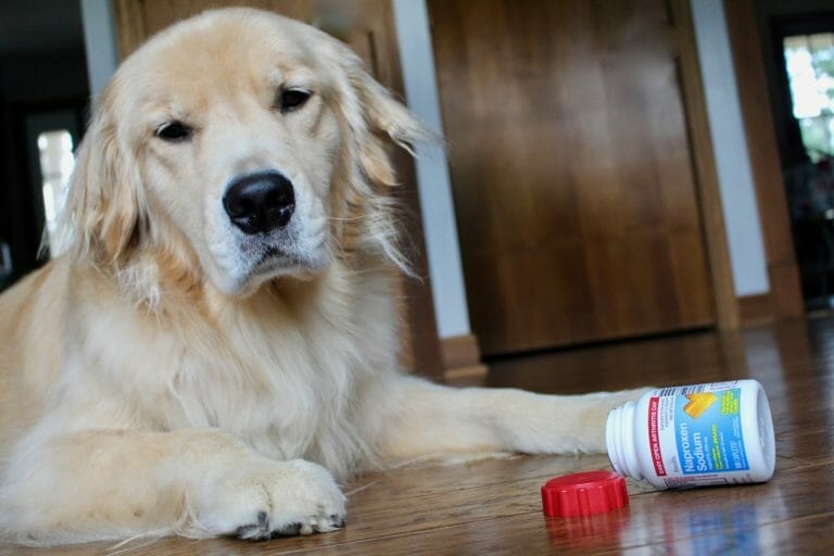 Ibuprofen in dogs eventually lead to kidney failure and, if left untreated, can be fatal.