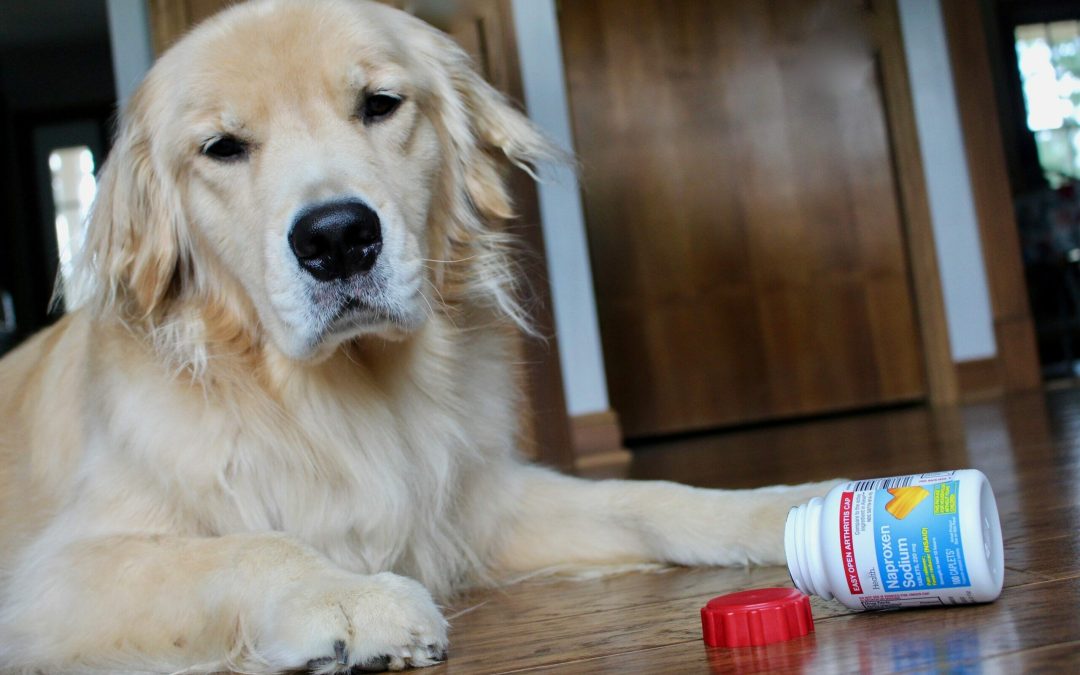 Is Ibuprofen Toxic for Dogs?