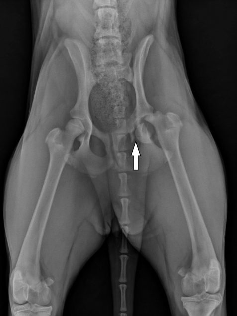 Harry” was a 7-month old 35 kg lab mix who was hit by a car and suffered capital physeal and caudal acetabular fractures