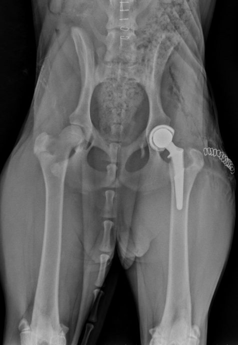The 3 Most Frequently Asked Questions re: Canine Total Hip Replacement 