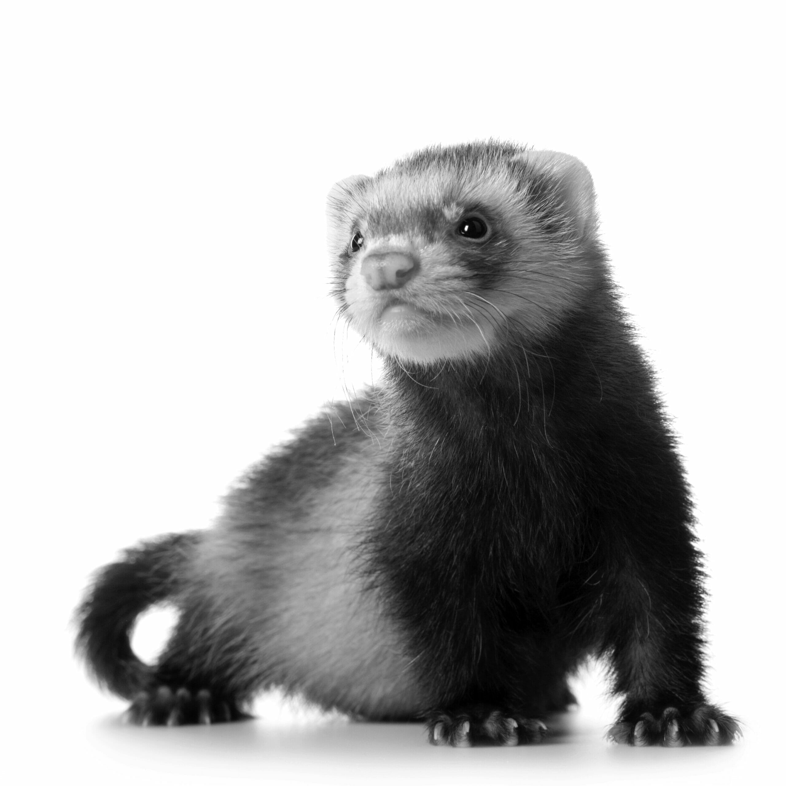 Ferret best sale care facts