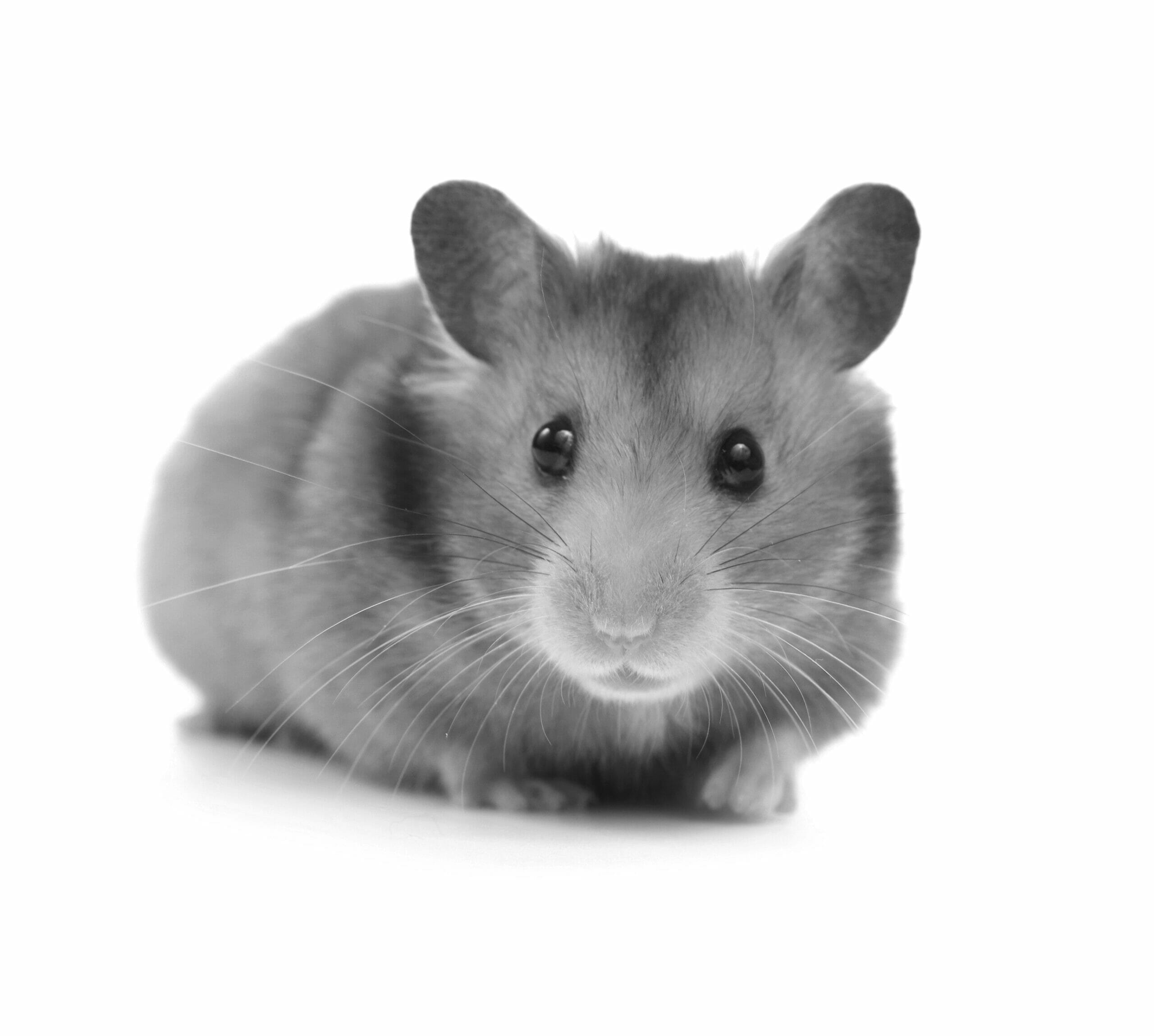 Long-Haired Syrian Hamster Care: Tips for a Happy Pet — Animal Hearted  Apparel