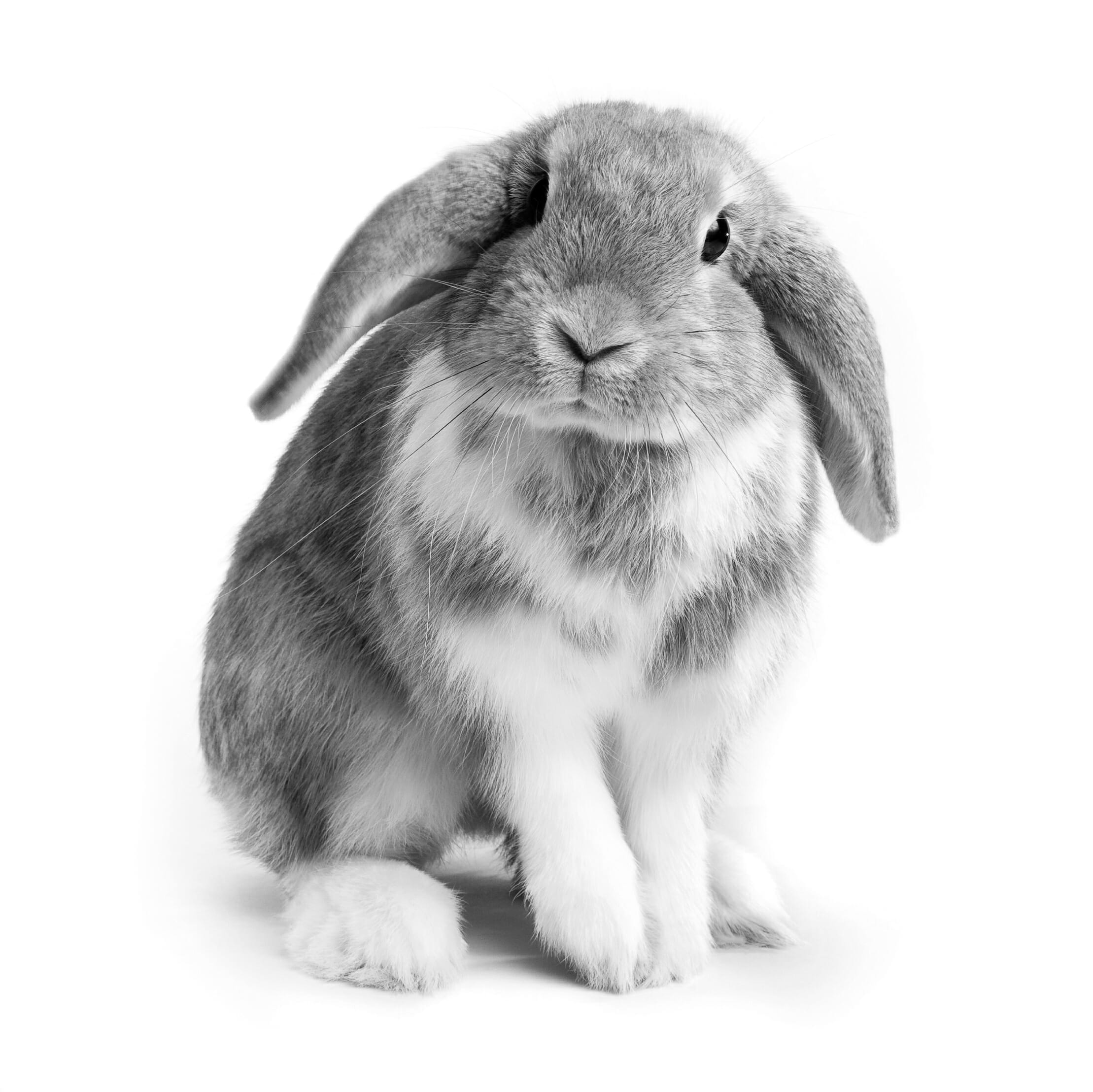 Rabbit Care Guidelines from MedVet