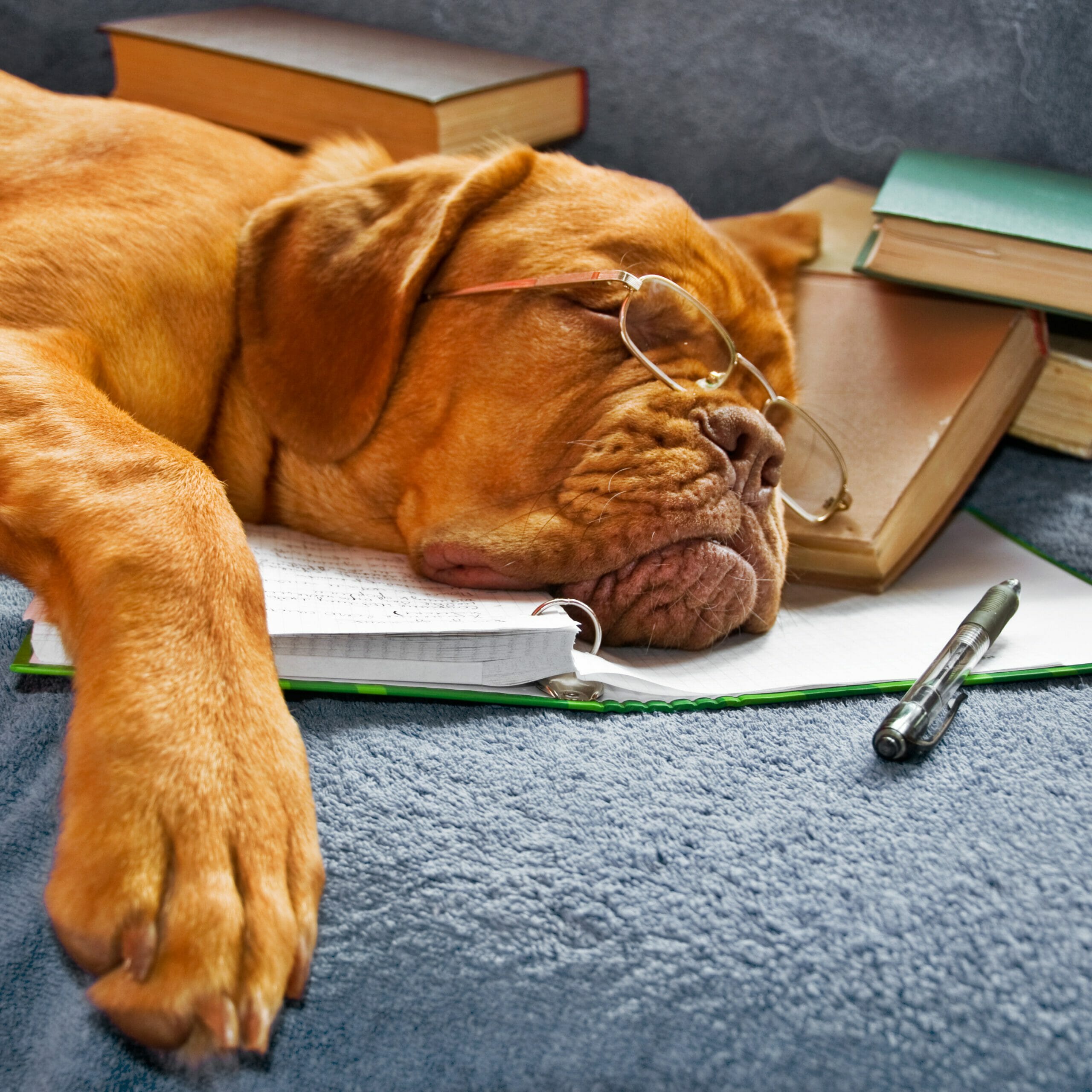 Massage Therapy for Pets