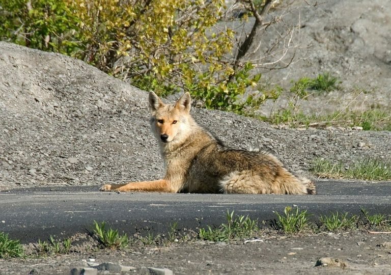 How to Protect Your Dog or Cat from Coyote Attacks
