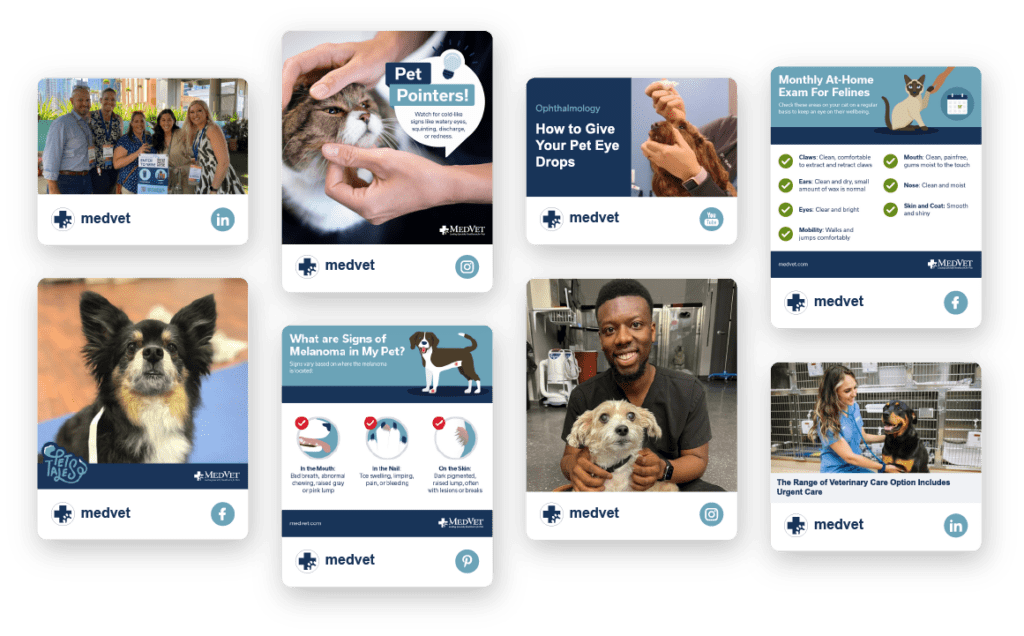 MedVet Experience Leading Specialty Healthcare for Pets