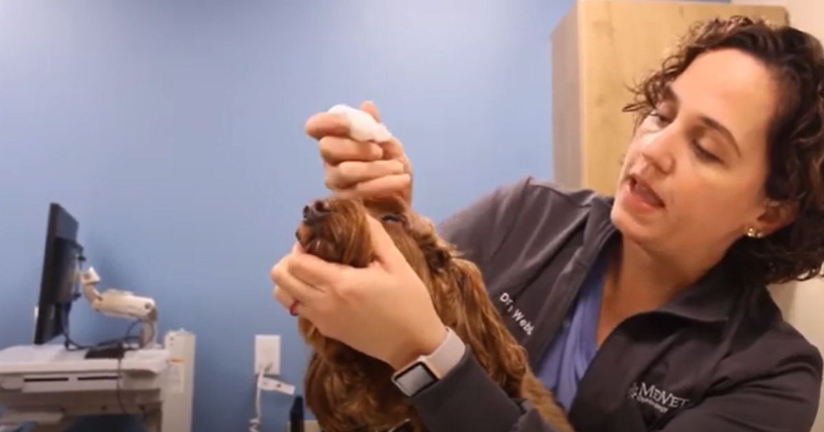 MedVet Veterinary Ophthalmologist, Dr. Terah Webb, shows how to apply eye drops for a dog.