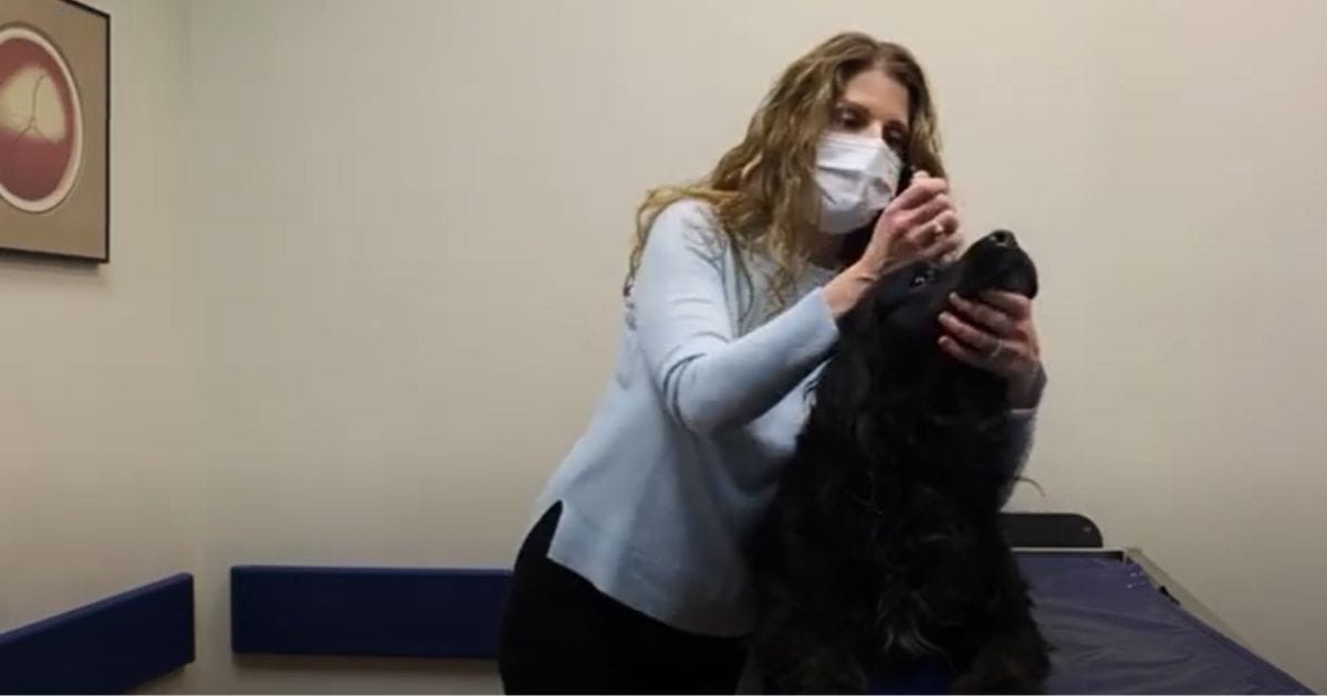MedVet Veterinary Ophthalmologist, Dr. Vanessa Kuonen Cavens, shows how to apply eye ointment on a dog.
