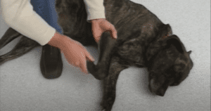 passive range of motion exercises for dogs front legs