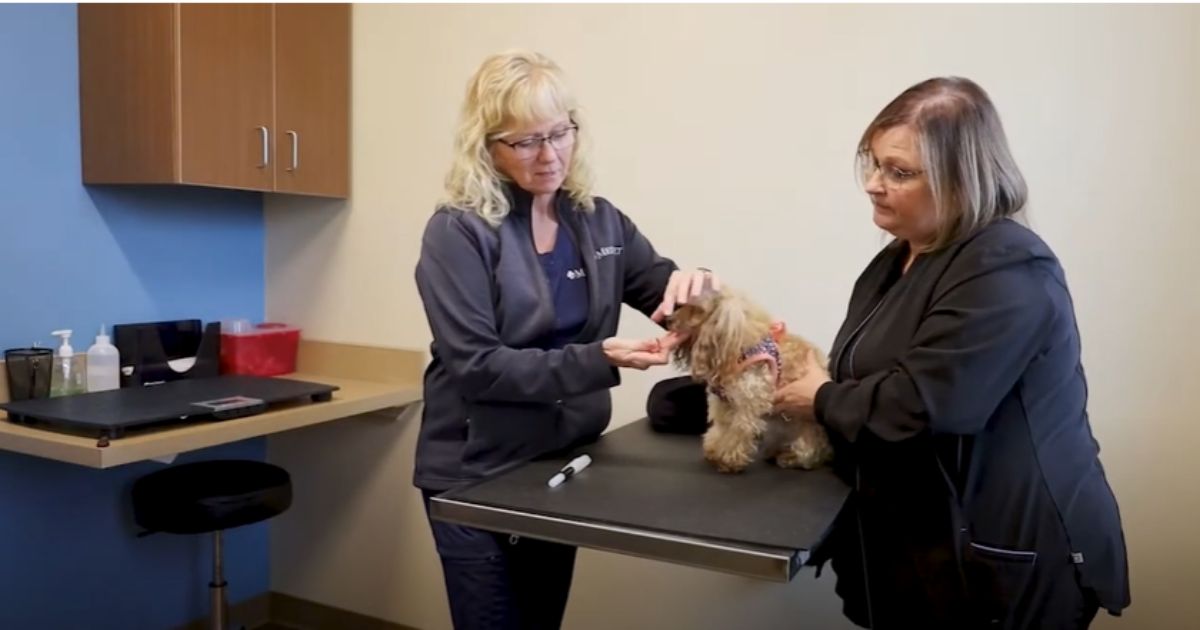 MedVet veterinary technicians show how to give your pet a pill.