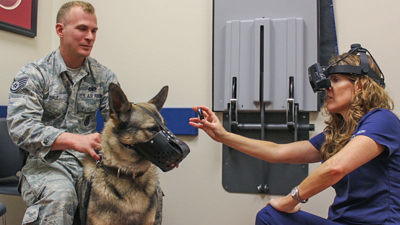 German shepherd with his military handler is receiving a special veterinary eye exam for service animals