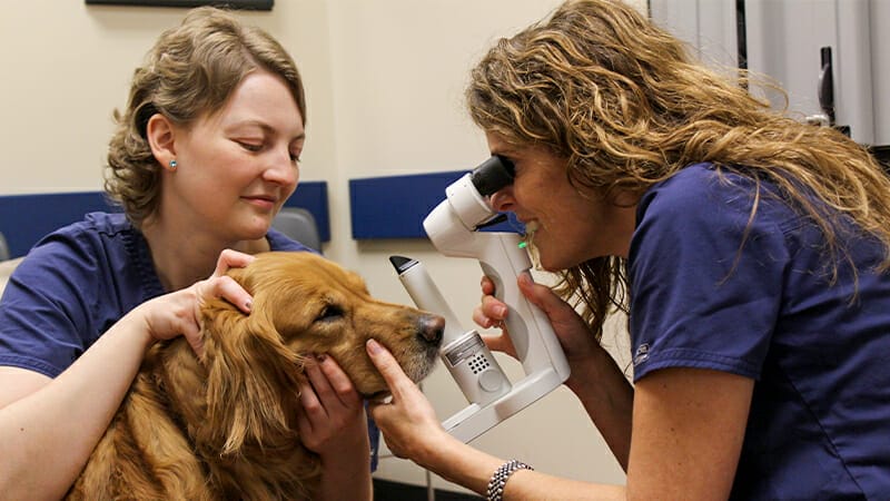 Veterinary Ophthalmologist giving a service dog a free exam.