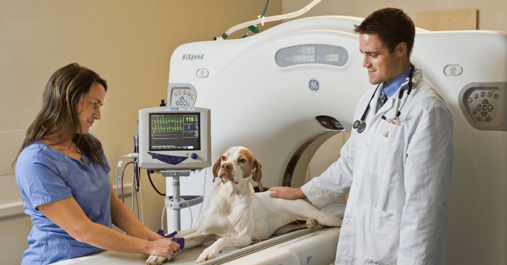 Dr. Adam Moeser is a veterinary specialist caring for a neurology patient.