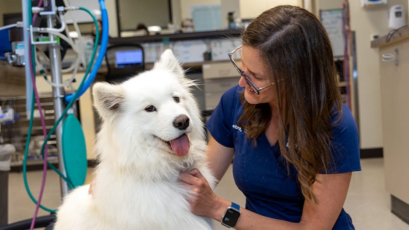 An emergency medicine technician holds and looks at a fluffy white dog.