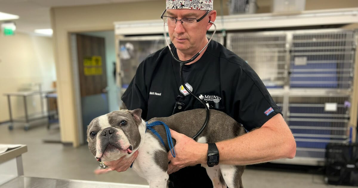 Dr. Matt Read caring for a dog at MedVet Columbus