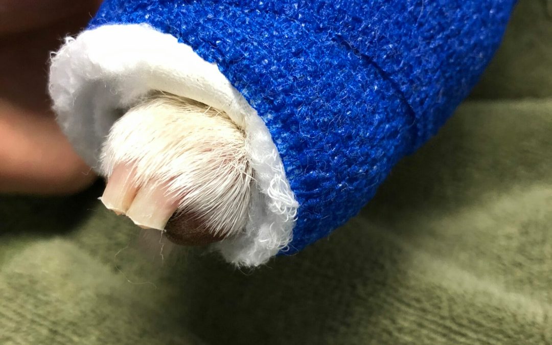 Bandaging Tips: How to Apply a Bandage on Your Dog