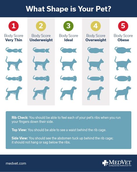 Chart showing how to check for a pet's healthy weight
