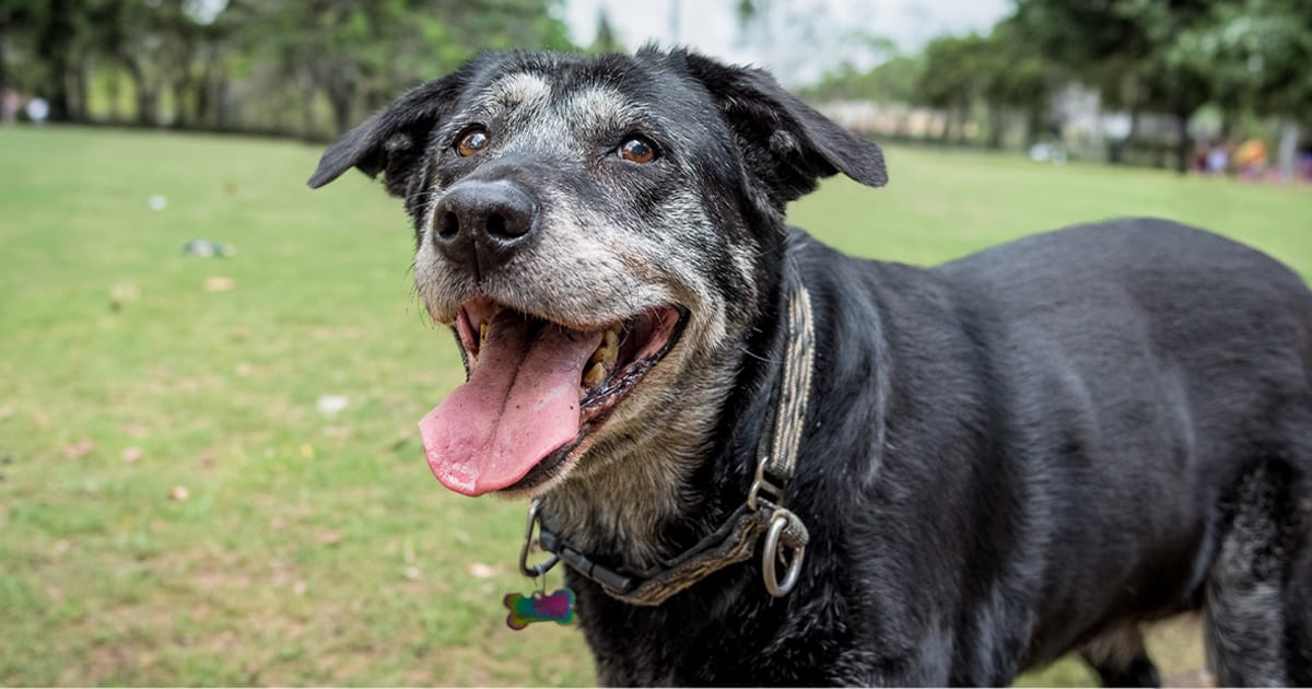 Caring for Your Senior Dog, Happy Old Dog at Park