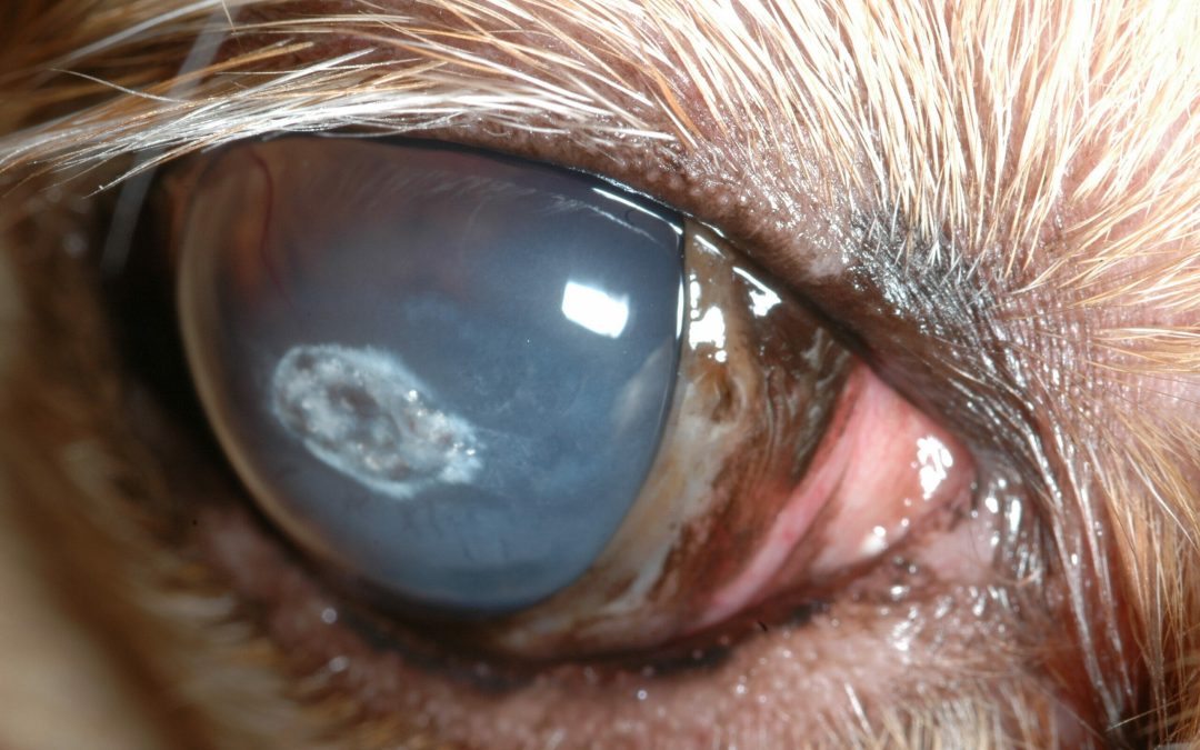 Using Bandage Contact Lenses for Dogs and Cats