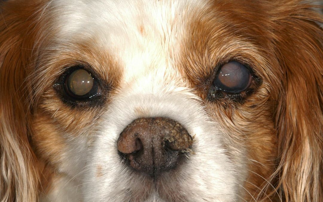 Keratoconjunctivitis Sicca (KCS) in Dogs: Diagnosis and Treatment
