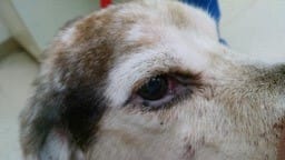 MedVet Blog Epitheliotrophic Cutaneous Lymphoma