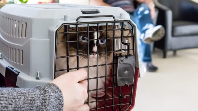 Cat in carrier in a animal hospital waiting room