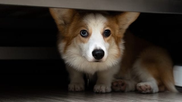 Anxious Corgi hiding under a bed