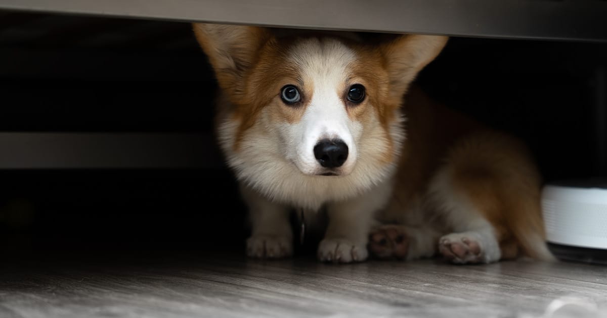 Five Common Pet Fears