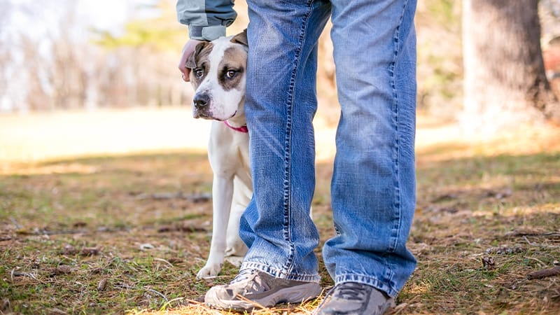 Anxious dog at a park