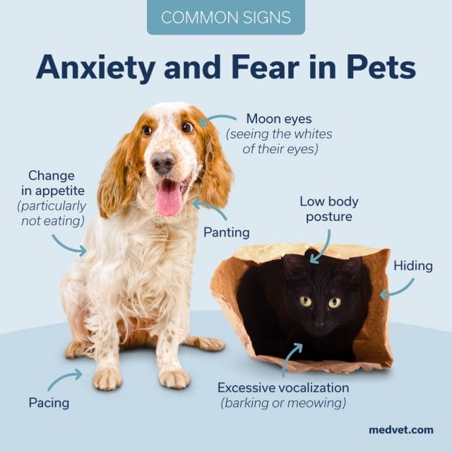 Common Signs of Anxiety and Fear in Pets