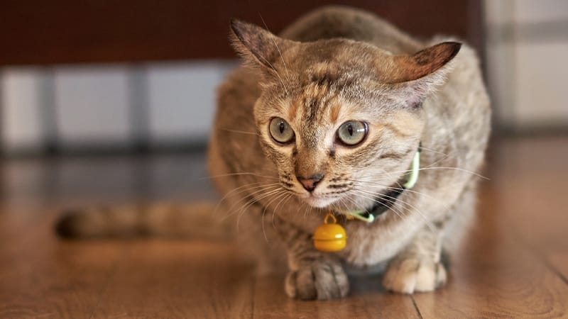 Common Cat Behaviors - Ear and Tail Movement
